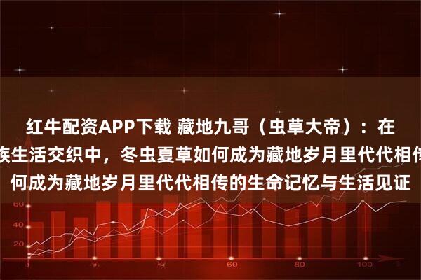 红牛配资APP下载 藏地九哥（虫草大帝）：在青藏高原四季轮回与家族生活交织中，冬虫夏草如何成为藏地岁月里代代相传的生命记忆与生活见证